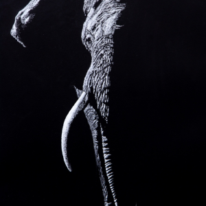 Detailed elephant drawing in monochrome photo-realism by Dewald Basson, showing skin texture and tusks.