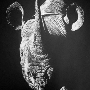 Monochrome rhino portrait in white coal on black paper by artist Dewald Basson.