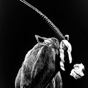 Photo-realistic Oryx (Gemsbok) portrait in white coal on black paper by artist Dewald Basson, featuring long spiraled horns and desert-adapted facial markings.